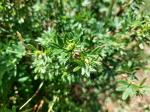 Foto potentilla_fruticosa_iii_d_1784229111.jpg