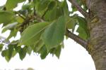 Foto prunus_avium_d1_1784229303.jpg