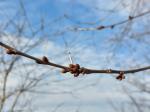 Foto prunus_avium_d_pohorovice_1784229236.jpg