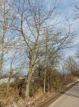 Foto prunus_avium_h_pohorovice_1784229285.jpg