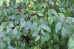 Foto prunus_cerasifera_d1_1784229623.jpg