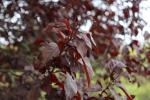 Foto prunus_cerasifera_d_1784229468.jpg