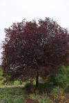 Foto prunus_cerasifera_h_1784229494.jpg