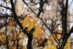 Foto prunus_kurilensis_´brillant´_d_1784230464.jpg