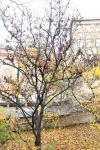 Foto prunus_kurilensis_´brillant´_h_1784230489.jpg