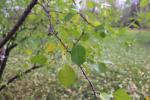 Foto prunus_mahaleb_d_1784230672.jpg