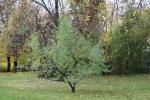 Foto prunus_mahaleb_h_1784230694.jpg