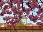 Foto prunus_serrulata_iii_d_1784231363.jpg