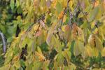 Foto prunus_serrulata_kiku-shidare-zakura_d_1784231293.jpg