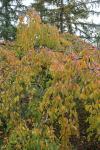 Foto prunus_serrulata_kiku-shidare-zakura_h_1784231315.jpg