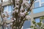 Foto prunus_serrulata_´amagonawa´_d_1784231084.jpg