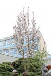 Foto prunus_serrulata_´amagonawa´_h_1784231105.jpg