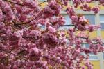 Foto prunus_serrulata_´kanzan´_d_1784231146.jpg