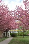 Foto prunus_serrulata_´kanzan´_h_1784231177.jpg