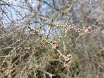 Foto prunus_spinosa_d_asi_vodnany_1784231498.jpg