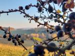 Foto prunus_spinosa_d_utesov_1784231527.jpg