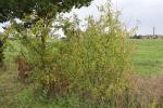 Foto prunus_spinosa_h_1784231470.jpg