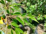 Foto prunus_subhirtella_´autumnalis_rosea´_d_protivin_1784231601.jpg