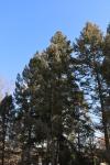 Foto pseudotsuga_glauca_h_1784300448.jpg