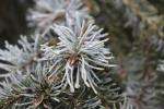 Foto pseudotsuga_glauca_ii_d2_1784300477.jpg