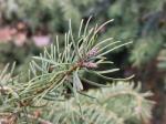 Foto pseudotsuga_menziesii_d4_libosad_1784300656.jpg
