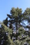 Foto pseudotsuga_menziesii_h_1784300679.jpg