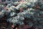 Foto pseudotsuga_menziesii_´fletcheri´_d_1784300593.jpg