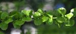 Foto pterocarya_fraxinifolia-detail_plodu,_2016-06-20,_praha-karlovo_nam,_stepanka_kasparova,_dsc_0147vj,zm_1920_1484864210.jpg