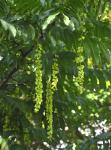 Foto pterocarya_fraxinifolia-plod,_2016-06-20,_praha-karlovo_nam,_stepanka_kasparova,_dsc_0141vj,zm_1920_1484864122.jpg