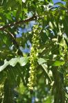 Foto pterocarya_fraxinifolia-plod,_2016-08-26,_praha,karlovo_nam,_stepanka_kasparova,_dsc_0003,zm_1920_1484864236.jpg