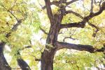 Foto pterocarya_fraxinifolia_d1_1784300774.jpg