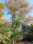 Foto pterocarya_fraxinifolia_h_1784300903.jpg