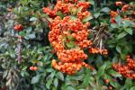 Foto pyracantha_coccinea_´nana´_d_1784301218.jpg