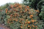 Foto pyracantha_coccinea_´nana´_h_1784301247.jpg