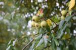 Foto pyrus_communis_d_1784301378.jpg