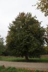 Foto pyrus_communis_h_1784301417.jpg
