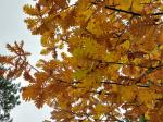 Foto quercus_frainetto_d_1784301913.jpg