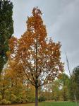 Foto quercus_frainetto_h_1784301934.jpg