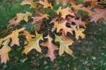 Foto quercus_palustris_d1_1784302041.jpg