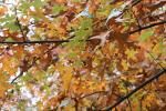 Foto quercus_palustris_d2_1784302089.jpg