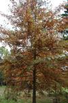 Foto quercus_palustris_h_1784302115.jpg
