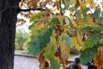 Foto quercus_petraea_d2_1784302257.jpg