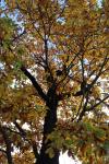 Foto quercus_petraea_h_1784302309.jpg