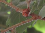 Foto quercus_pubescens_(2)_1719339013.jpg
