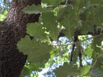 Foto quercus_pubescens_1719339058.jpg