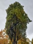 Foto quercus_robur_fastigiata_h_1784302949.jpg