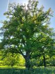 Foto quercus_robur_h_protivin_1784303024.jpg