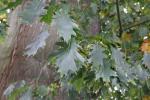 Foto quercus_rubra_d_1784303370.jpg
