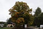 Foto quercus_rubra_h_1784303396.jpg