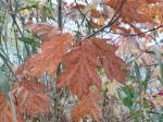Foto quercus_velutina_asi_d_vodnany_1784303601.jpg